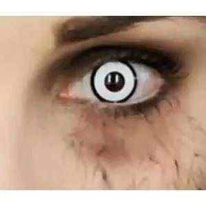 Wild Cat